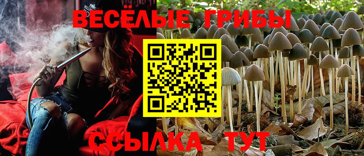 Сосновый Бор  Галлюциногенные грибы прущие грибы  Вход с VPN 